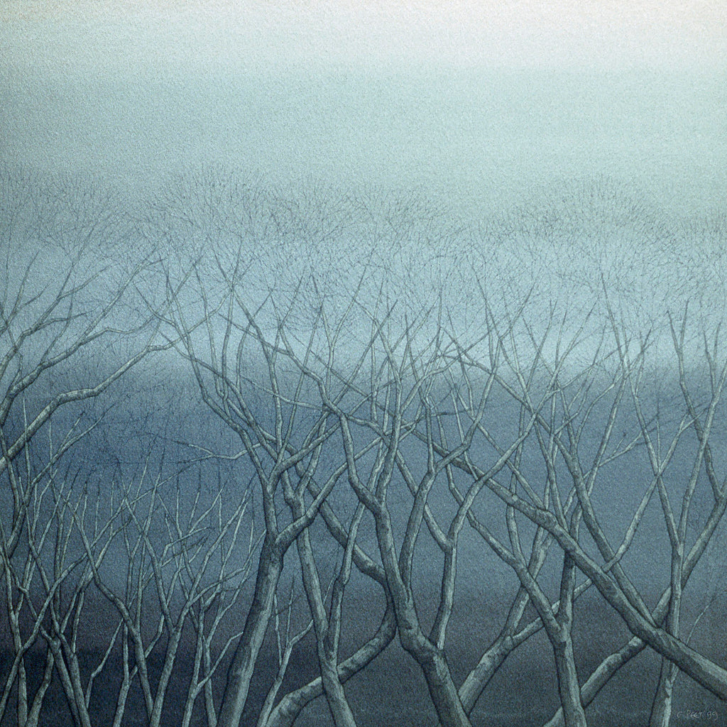 "A Tangle of Trees",  St. John's,  Newfoundland